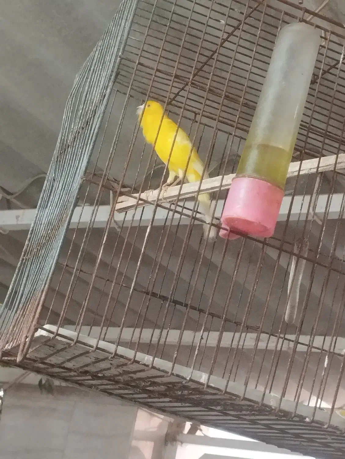 قناری سالم خوش رنگ|پرنده|بوشهر, |دیوار