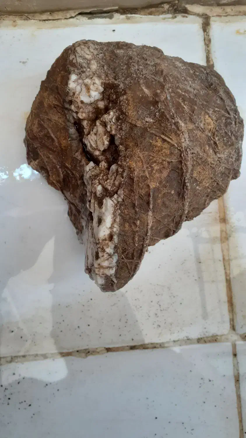 سنگ فسیلی|جواهرات|گرگان, |دیوار