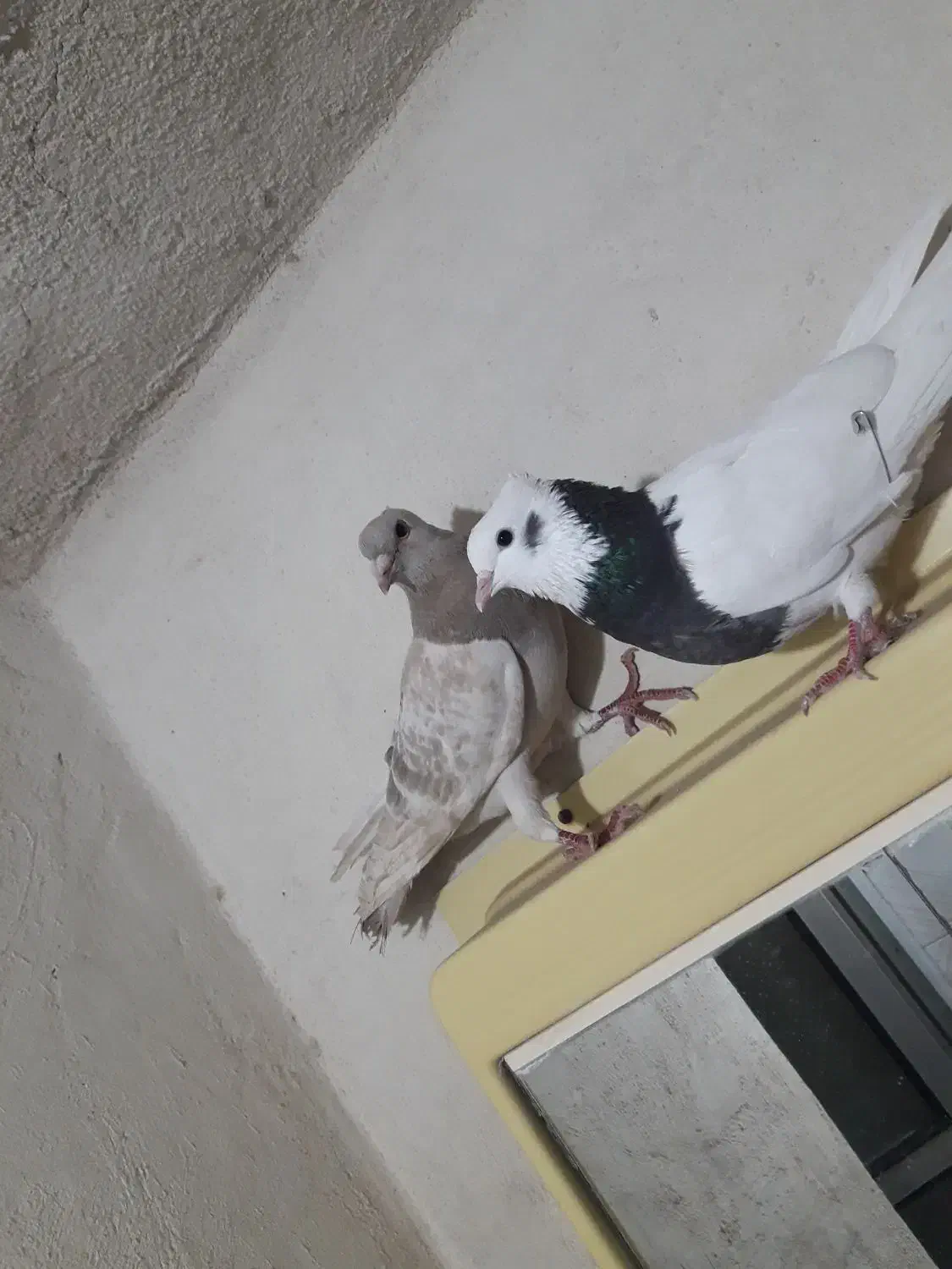 کبوتر نرلایی کلایی|پرنده|راور, |دیوار