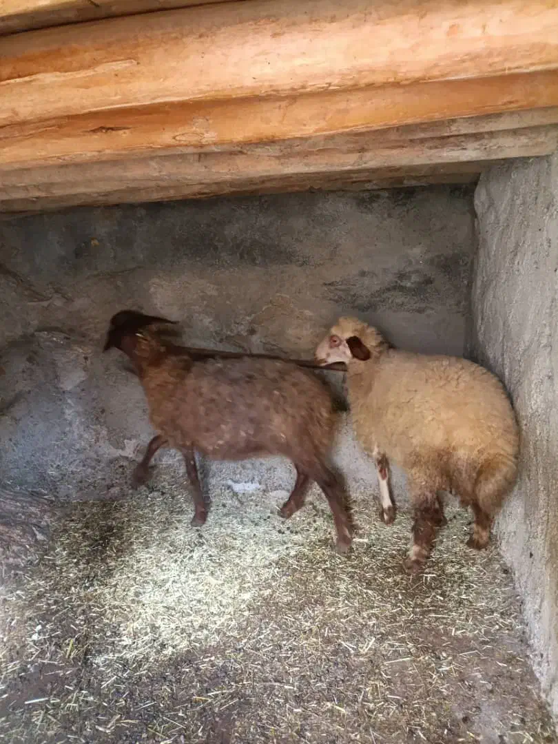 2عدد بره ماده سالم سرحال جفتی 20 ملیون|حیوانات مزرعه|مریوان, |دیوار