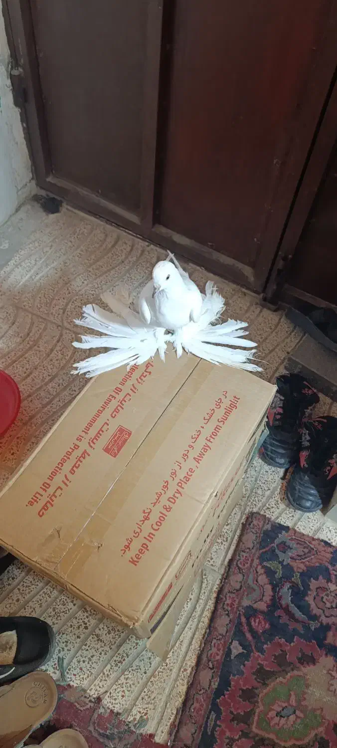 کبوتر تزئینی|پرنده|گوگان, |دیوار