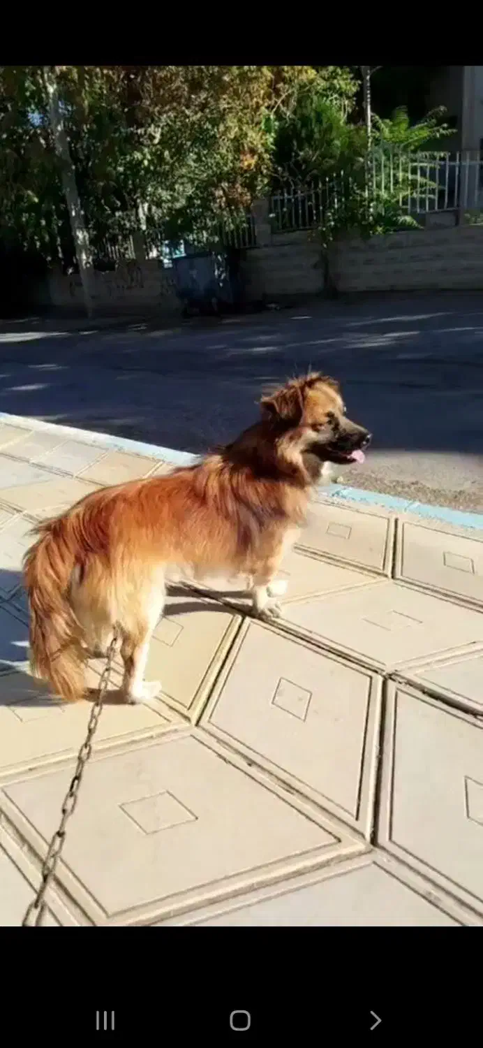 واگزاری سگ نژاد اشپیدز|سگ|شاهرود, |دیوار