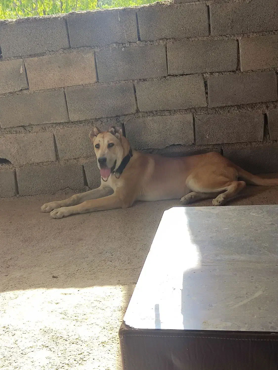 سگ سرابی|سگ|رباطکریم, رباطکریم|دیوار