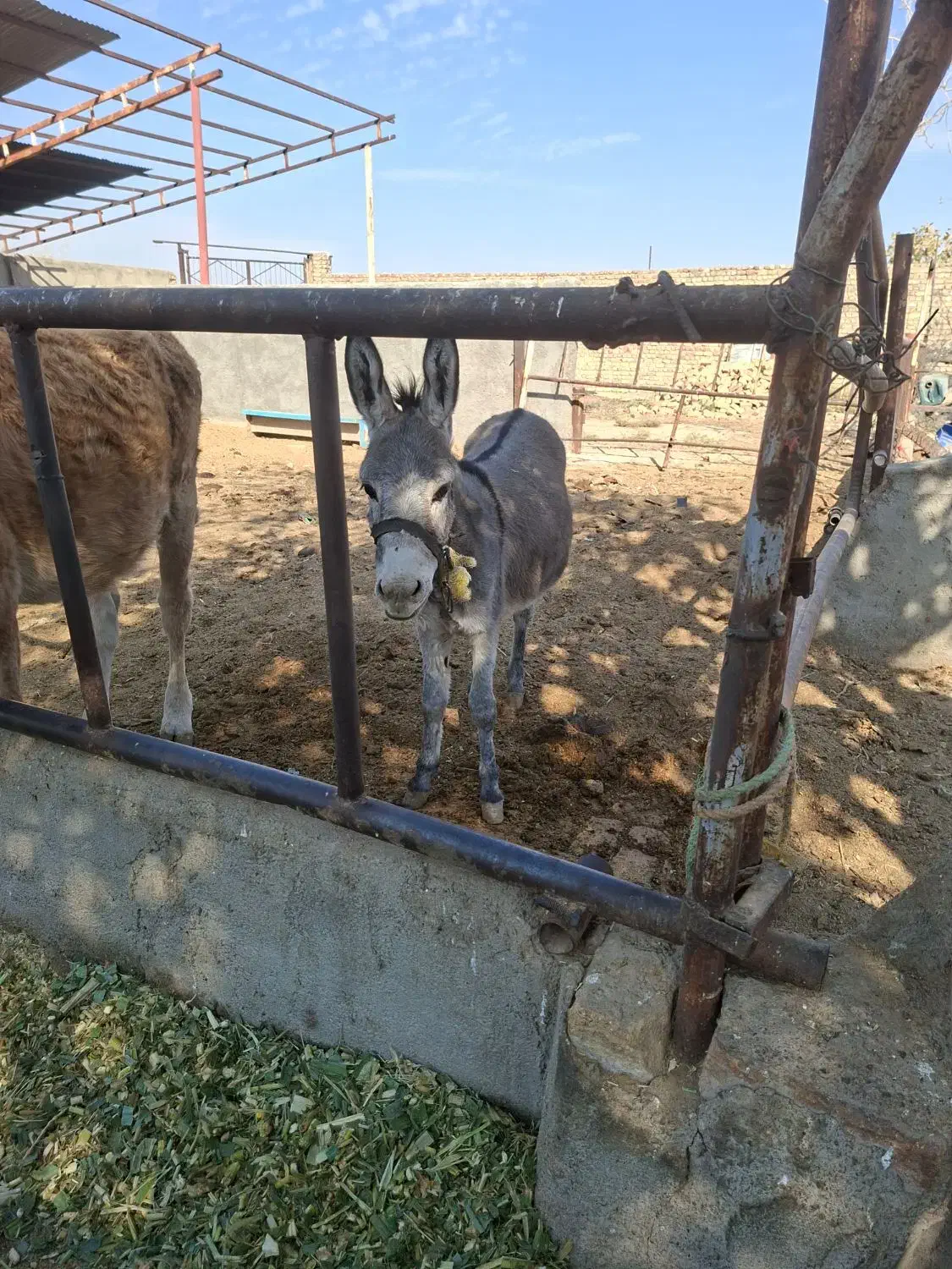 خر ماده|حیوانات مزرعه|قنوات, |دیوار