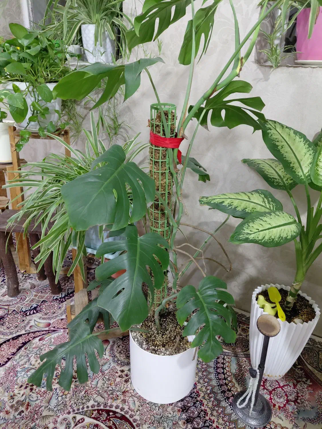 برگ انجیری|گل و گیاه طبیعی|مشهد, رضاییه|دیوار