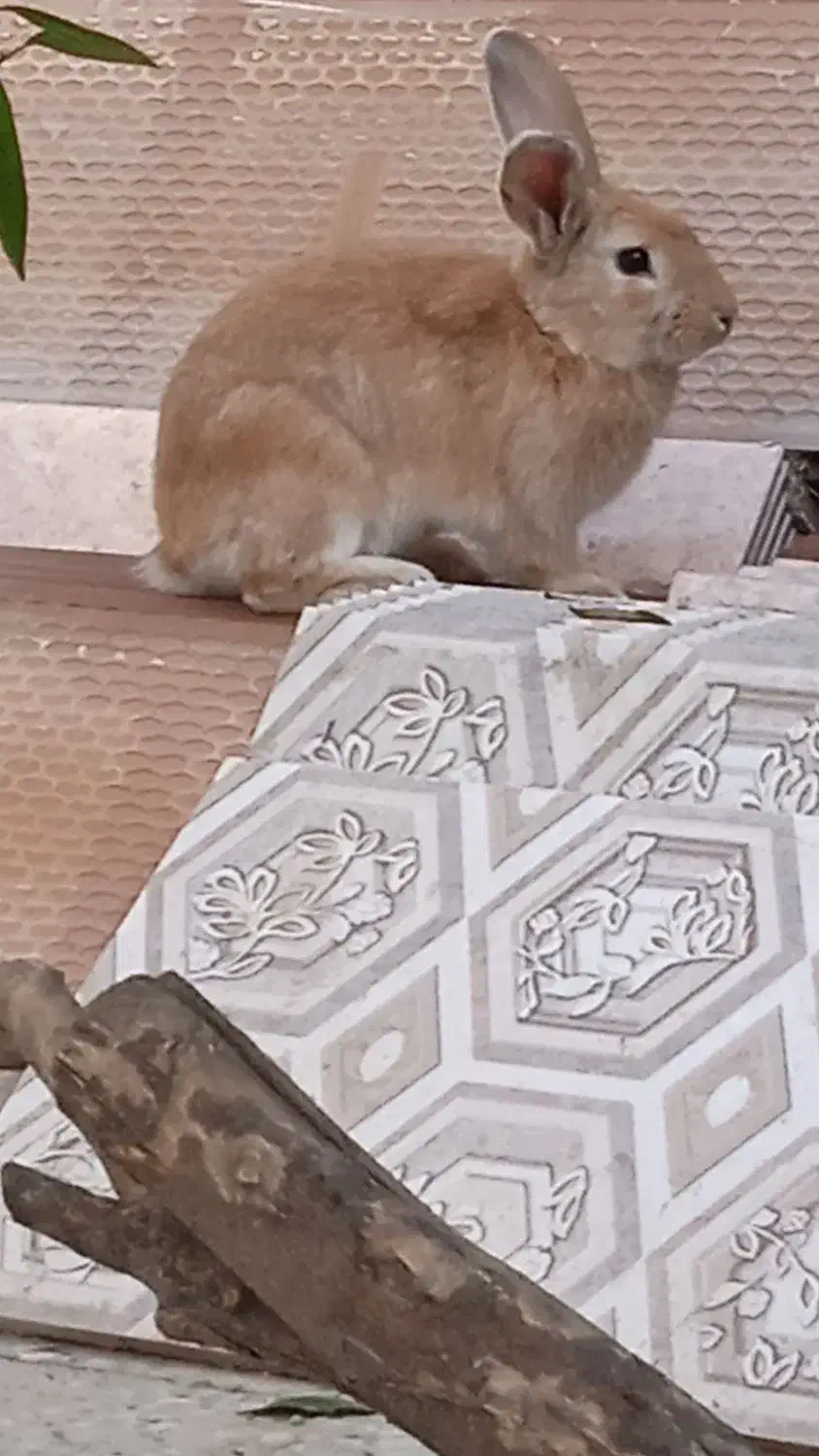 خرگوش|موش و خرگوش|فیروزآباد (فارس), |دیوار