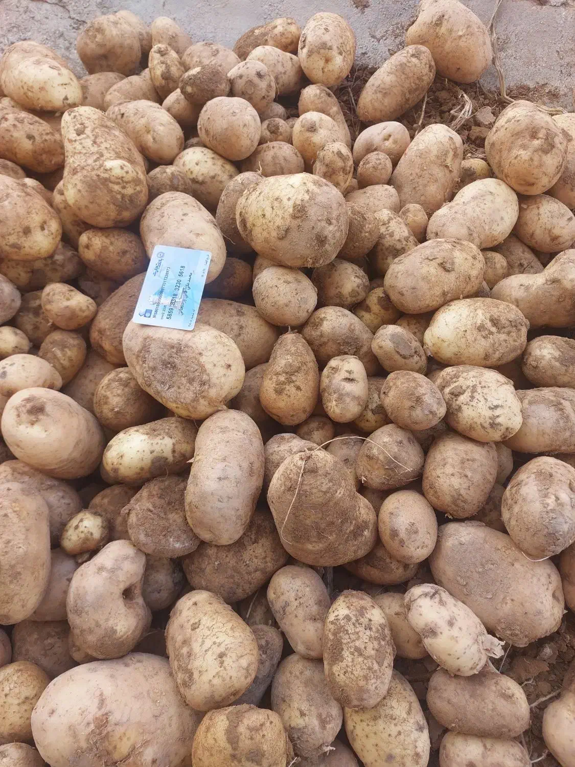 سیب زمینی|عمده‌فروشی|بن, |دیوار