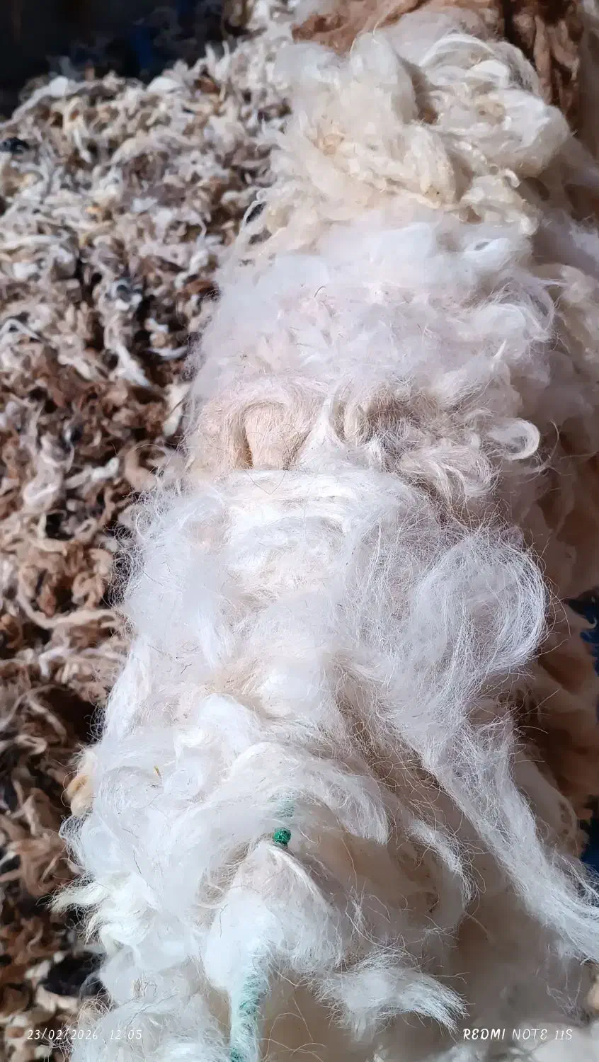 پشم شسته|رختخواب، بالش، پتو|بجنورد, |دیوار