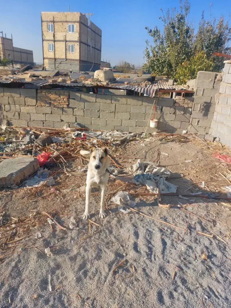 تاتوله های ۷ماهه نگهبان دهن پاک|سگ|وحیدیه, |دیوار