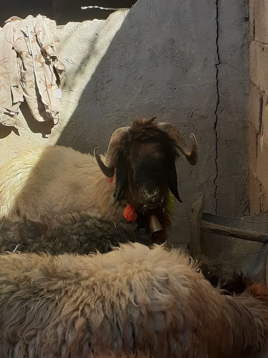 قوچ شیشک|حیوانات مزرعه|شهرکرد, |دیوار