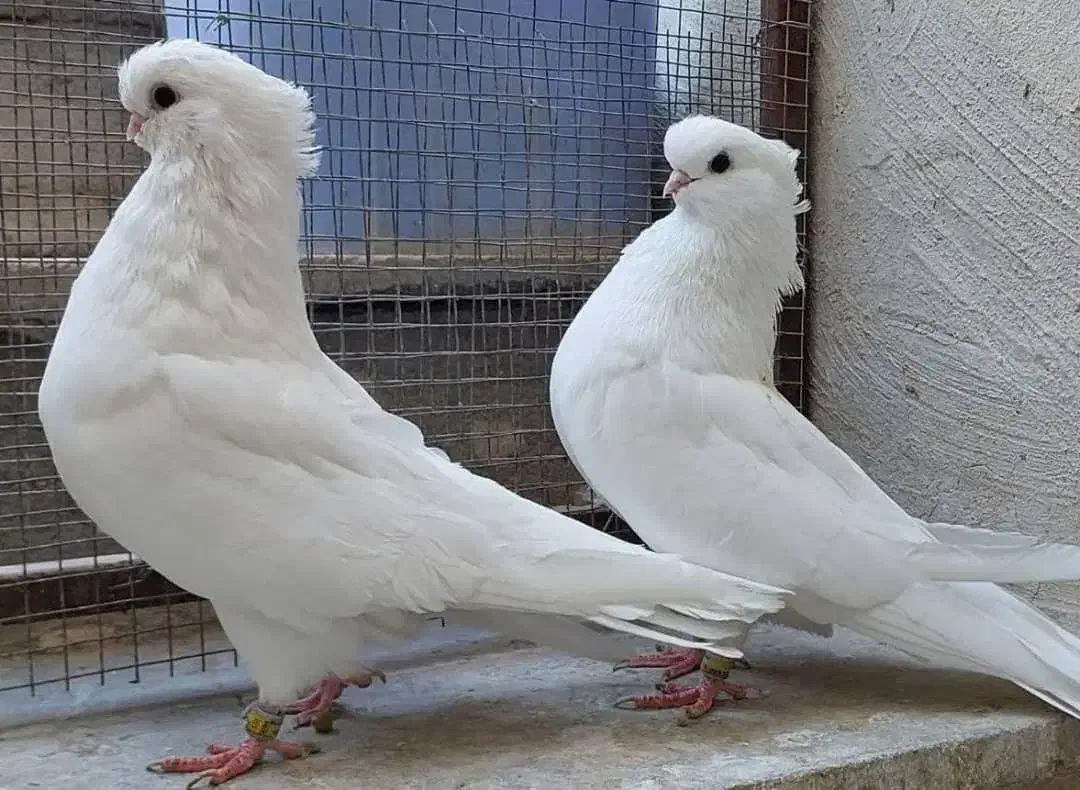 کفتر پلاکی|پرنده|جیرفت, |دیوار