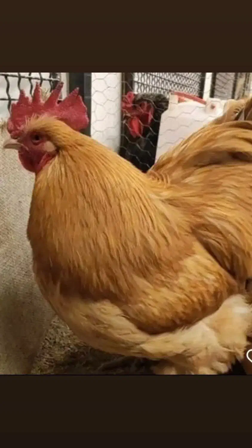 تخم نطفه دار اورپینگتون|حیوانات مزرعه|تهران, امام زاده عبدالله|دیوار