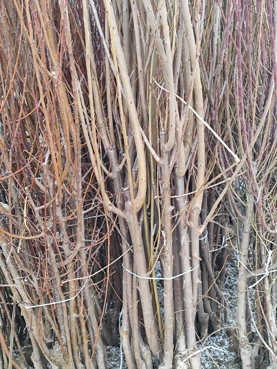 انواع نهال میوه|خدمات باغبانی و درختکاری|تهران, منیریه|دیوار