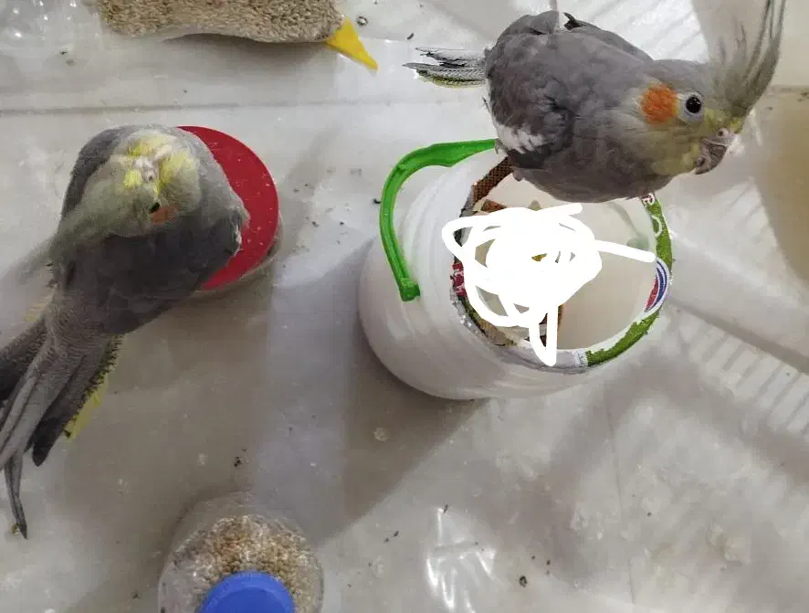 عروس هلندی آرام|پرنده|بافق, |دیوار