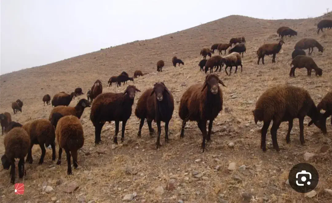 فروش گوسفند بره بز و بزغاله|حیوانات مزرعه|ارومیه, |دیوار