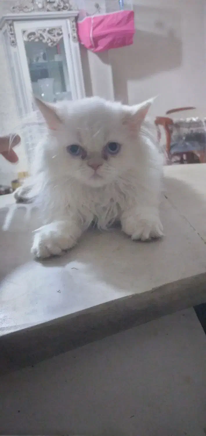 بچه گربه پرشین|گربه|اصفهان, بهارستان|دیوار