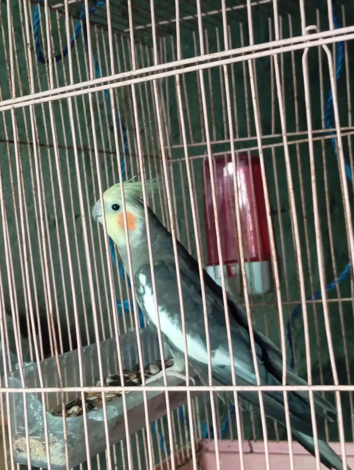 معاوضه|پرنده|بند زرک, |دیوار