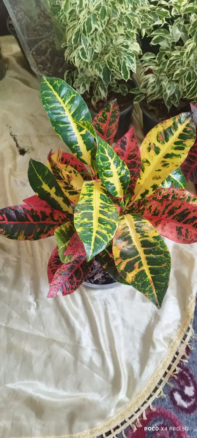 گل و گیاه|گل و گیاه طبیعی|مراغه, |دیوار