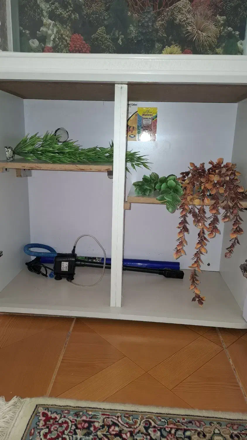 اکواریوم دلسا|ماهی|کرمان, |دیوار