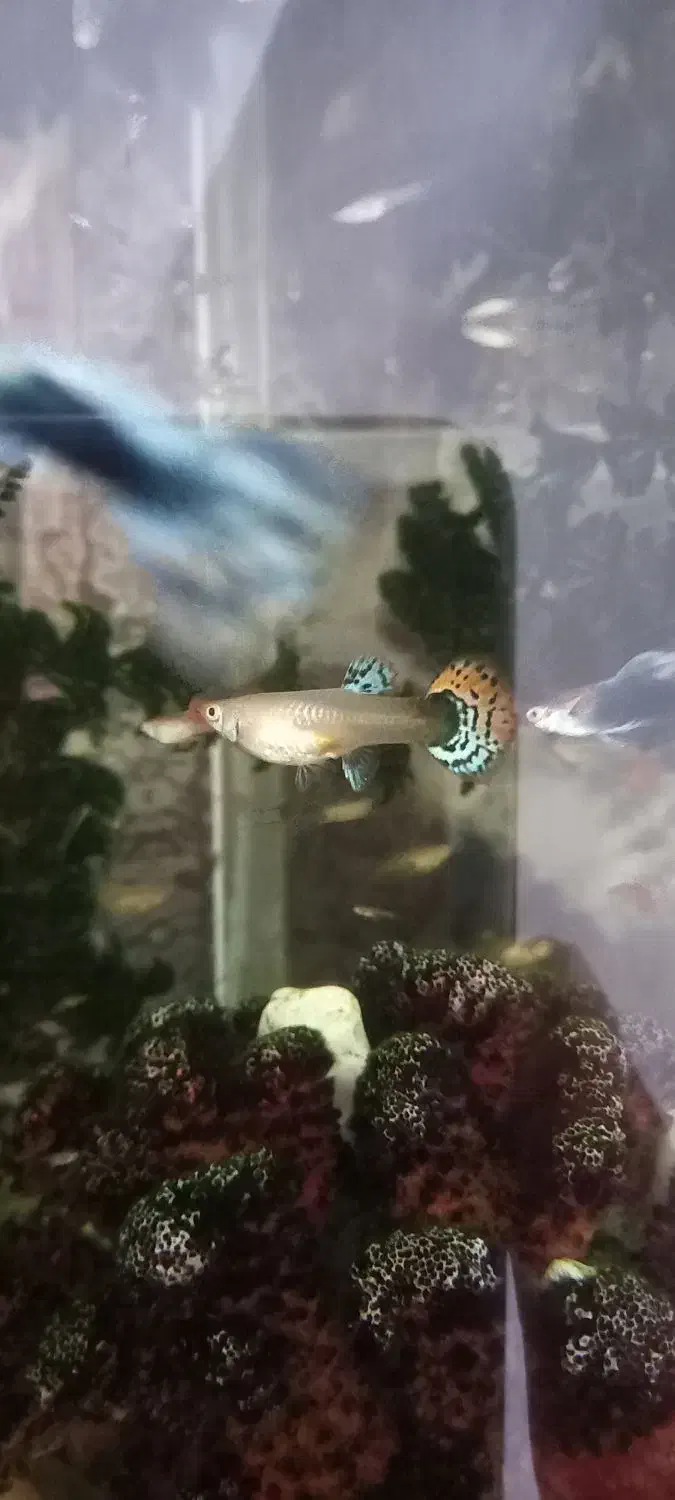 ماهی گوپی ماده|ماهی|مشهد, شهرک مطهری|دیوار