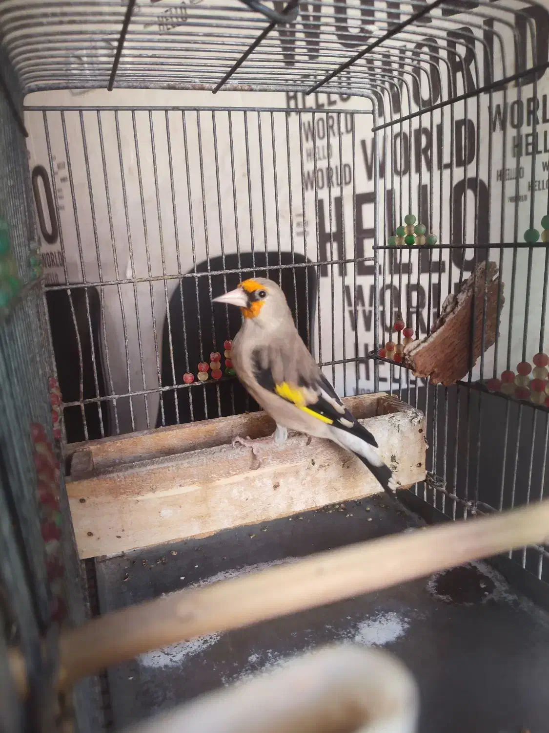 سهره کرمونی مست مست|پرنده|شیراز, دلجو|دیوار