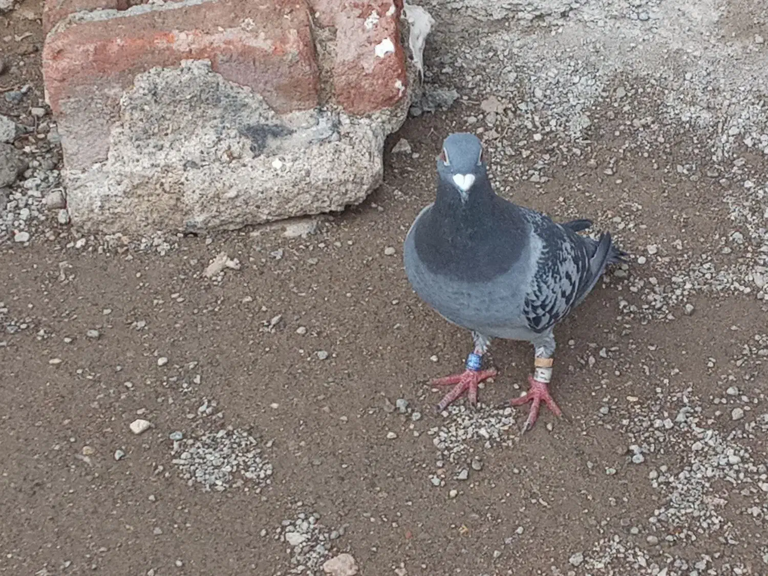 یک نر|پرنده|اردبیل, |دیوار