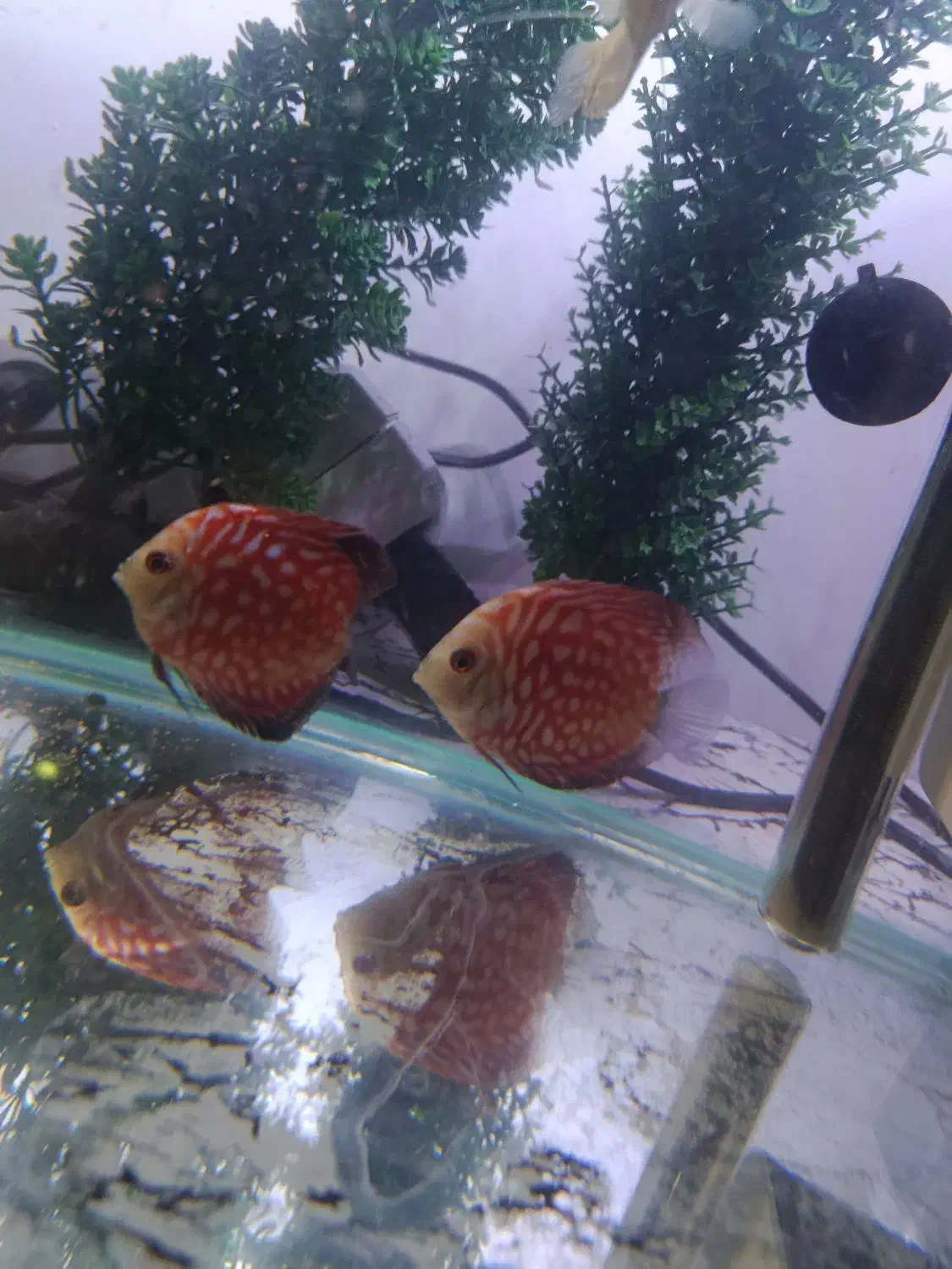 ماهی دیسکس|ماهی|ارومیه, |دیوار