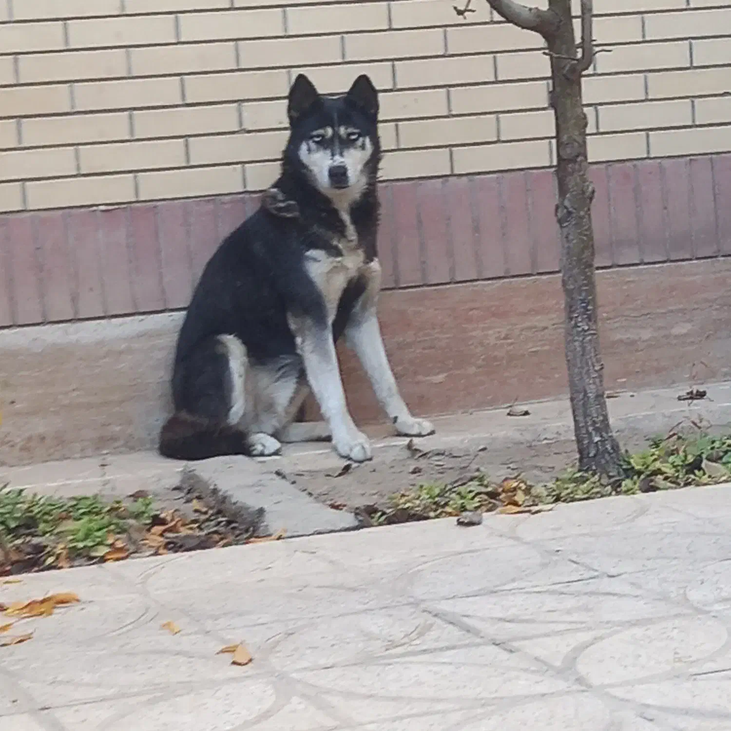 سگ هاسکی|سگ|گلبهار, شهر جدید گلبهار|دیوار