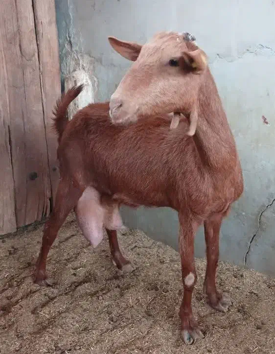 بز شیری|حیوانات مزرعه|یزد, |دیوار