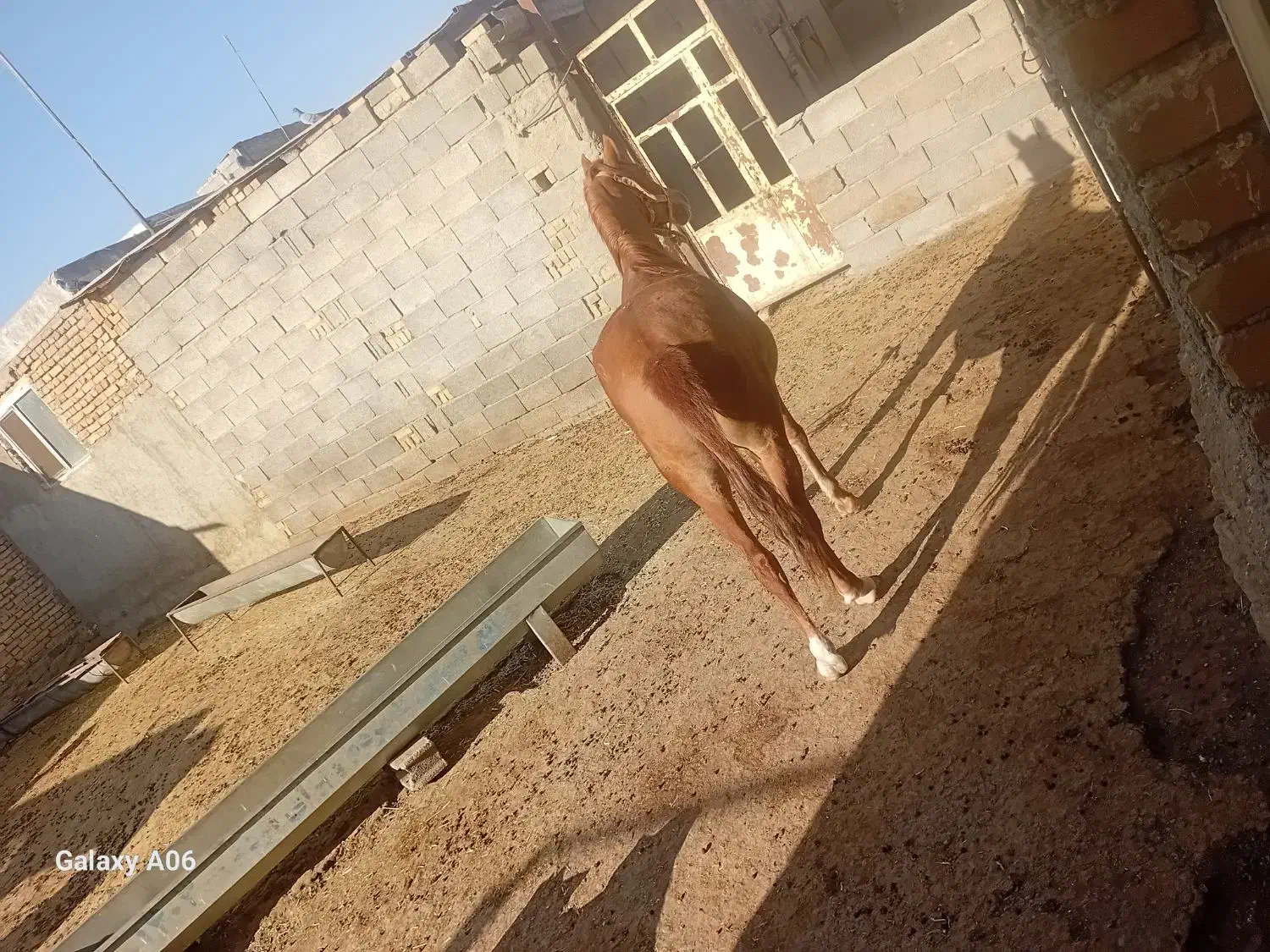 اسب|اسب و تجهیزات اسبسواری|چهاردولی, |دیوار