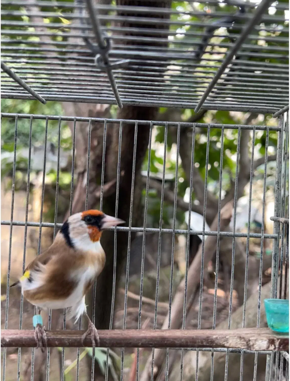 سهره نر حلقه پا|پرنده|آستارا, |دیوار