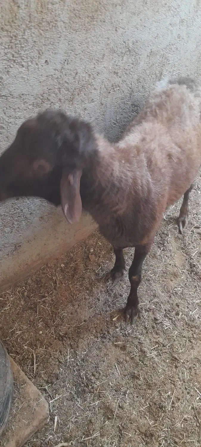 بره افشاری جوان|حیوانات مزرعه|میبد, |دیوار