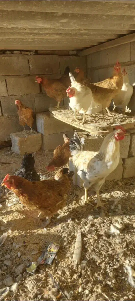 مرغ و خروس محلی ارگانیک|حیوانات مزرعه|صوفیان, |دیوار