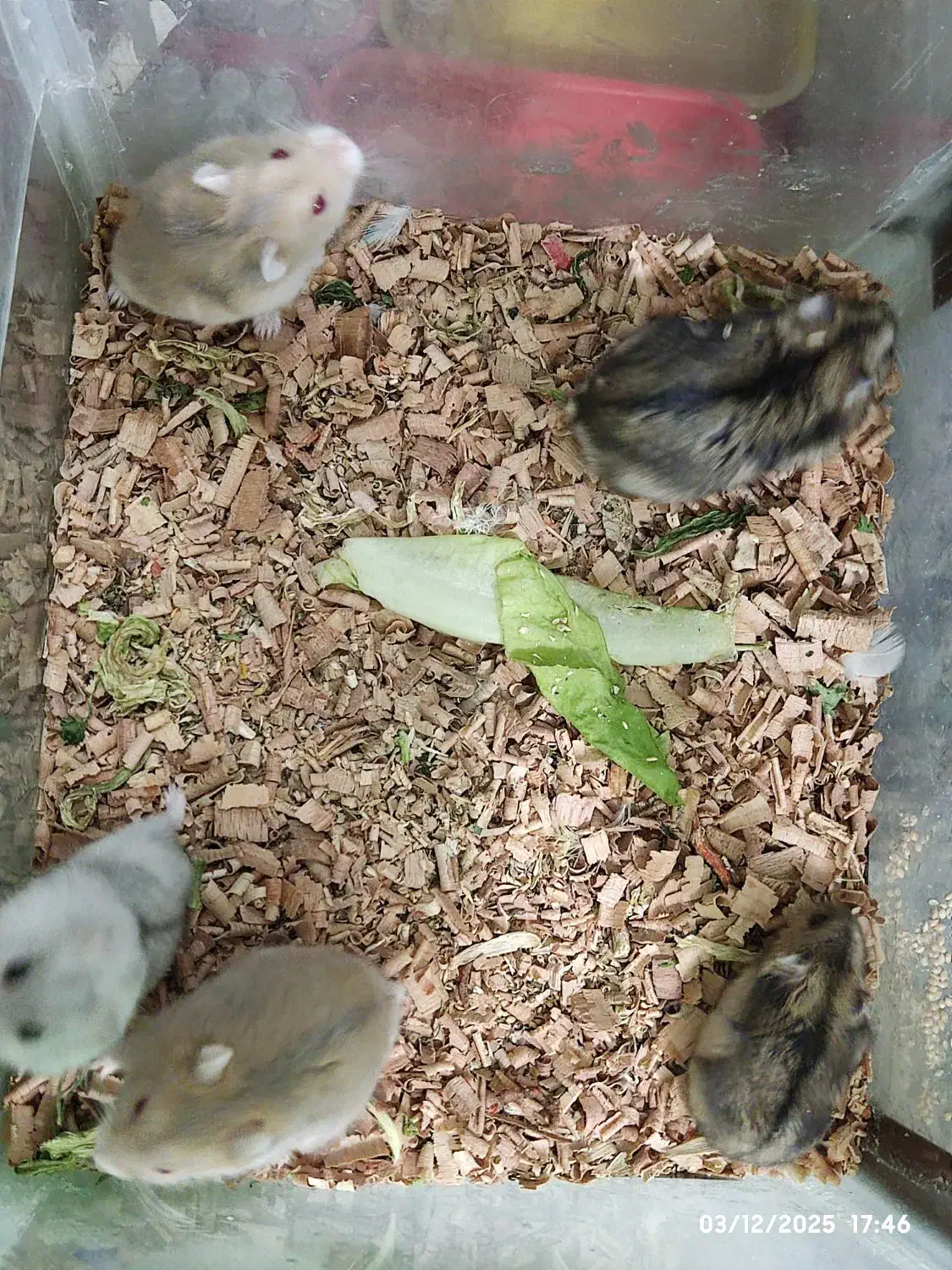 همستر مینیاتوری با پدر و مادر|موش و خرگوش|تهران, شادآباد|دیوار