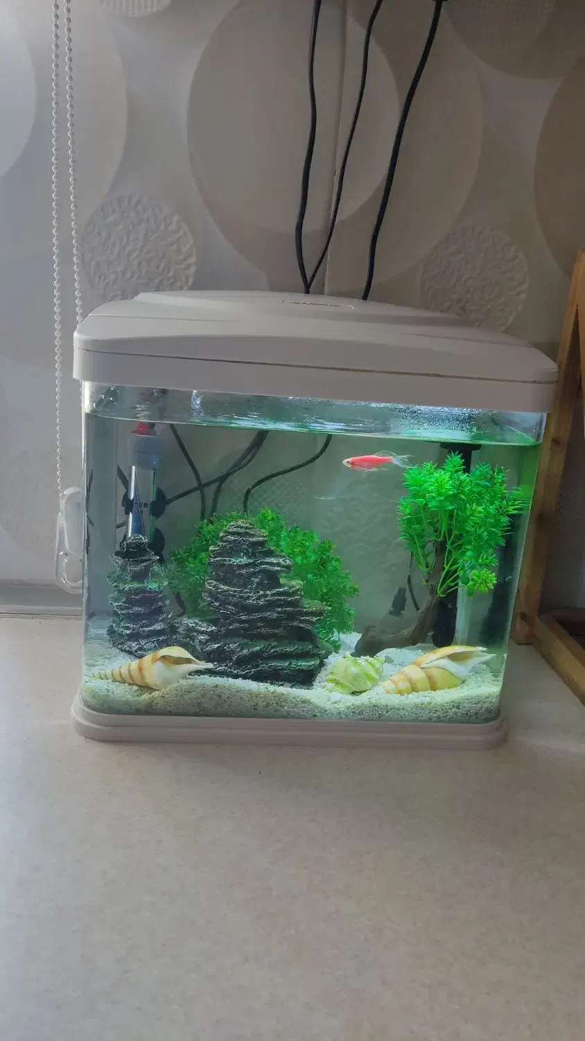 آکواریوم|ماهی|ارومیه, |دیوار