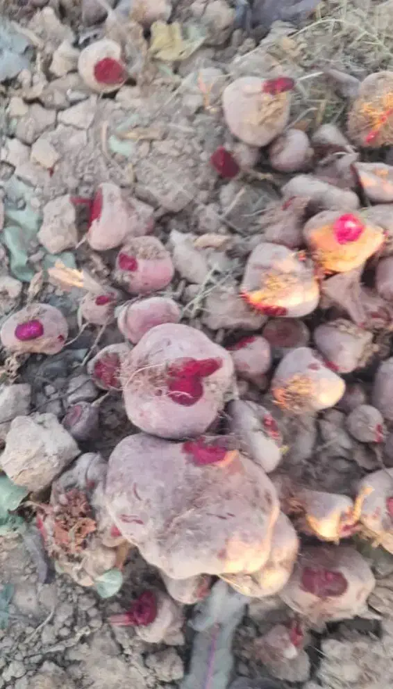 چغندر لبو قرمز و شیرین طبیعی|خوردنی و آشامیدنی|دشتابی, |دیوار