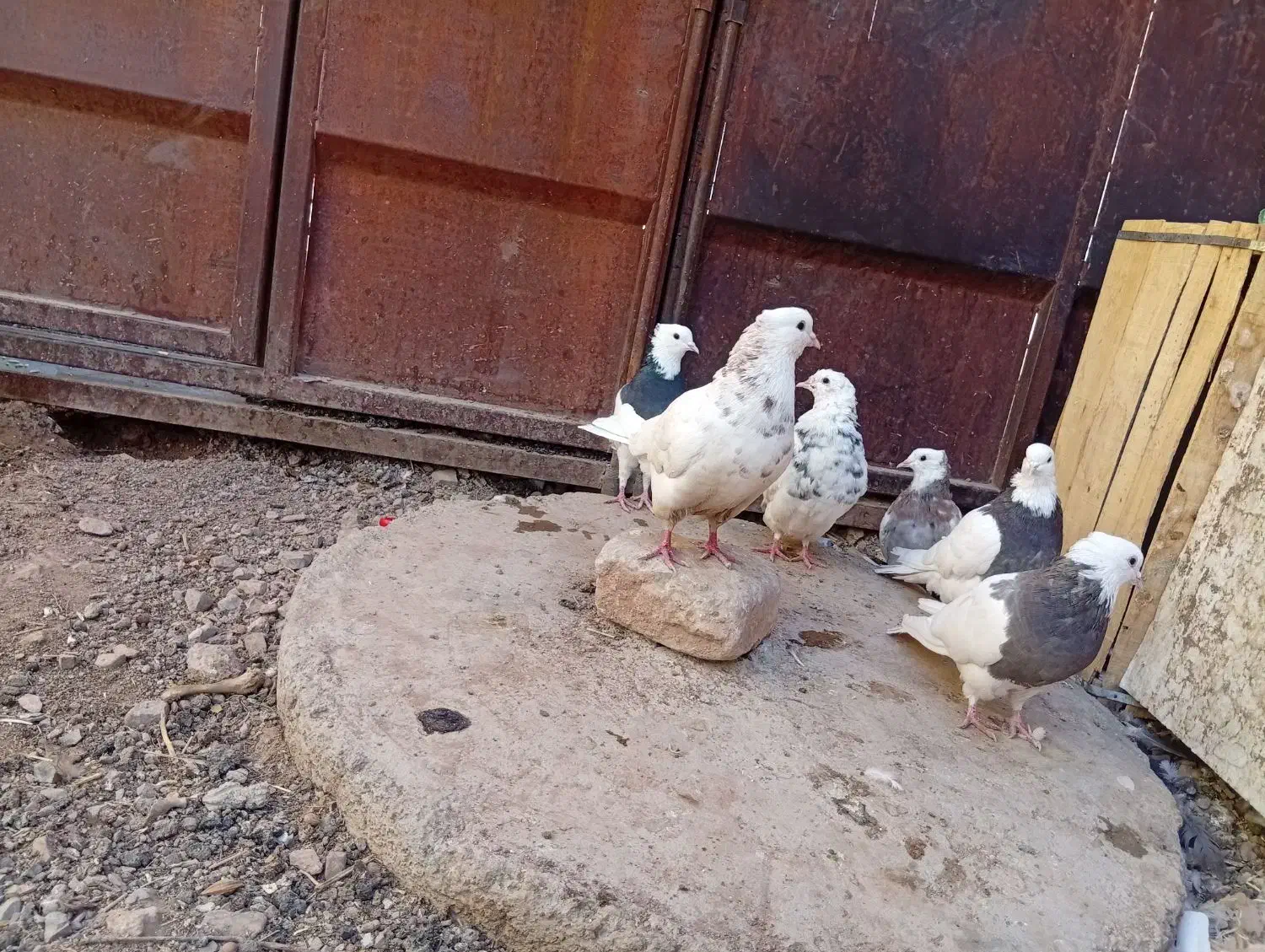 کبوتر طوقی پرشی معاوضه با عروس|پرنده|خانمیرزا, |دیوار