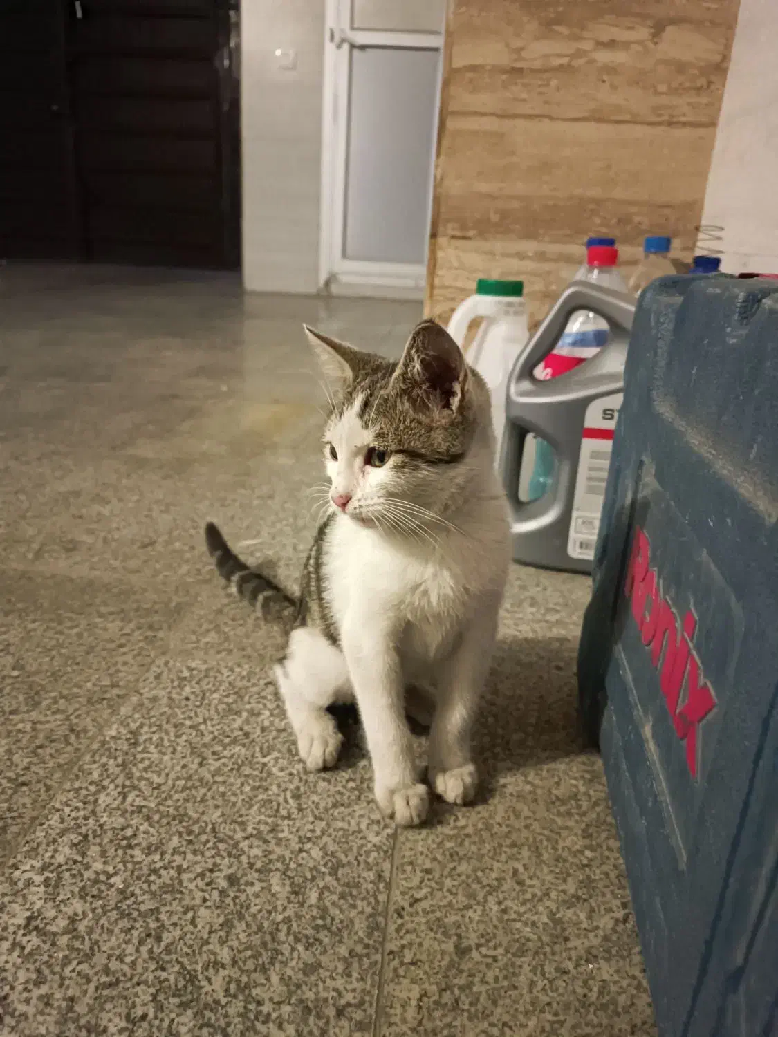 واگذاری بچه گربه|گربه|ساری, |دیوار