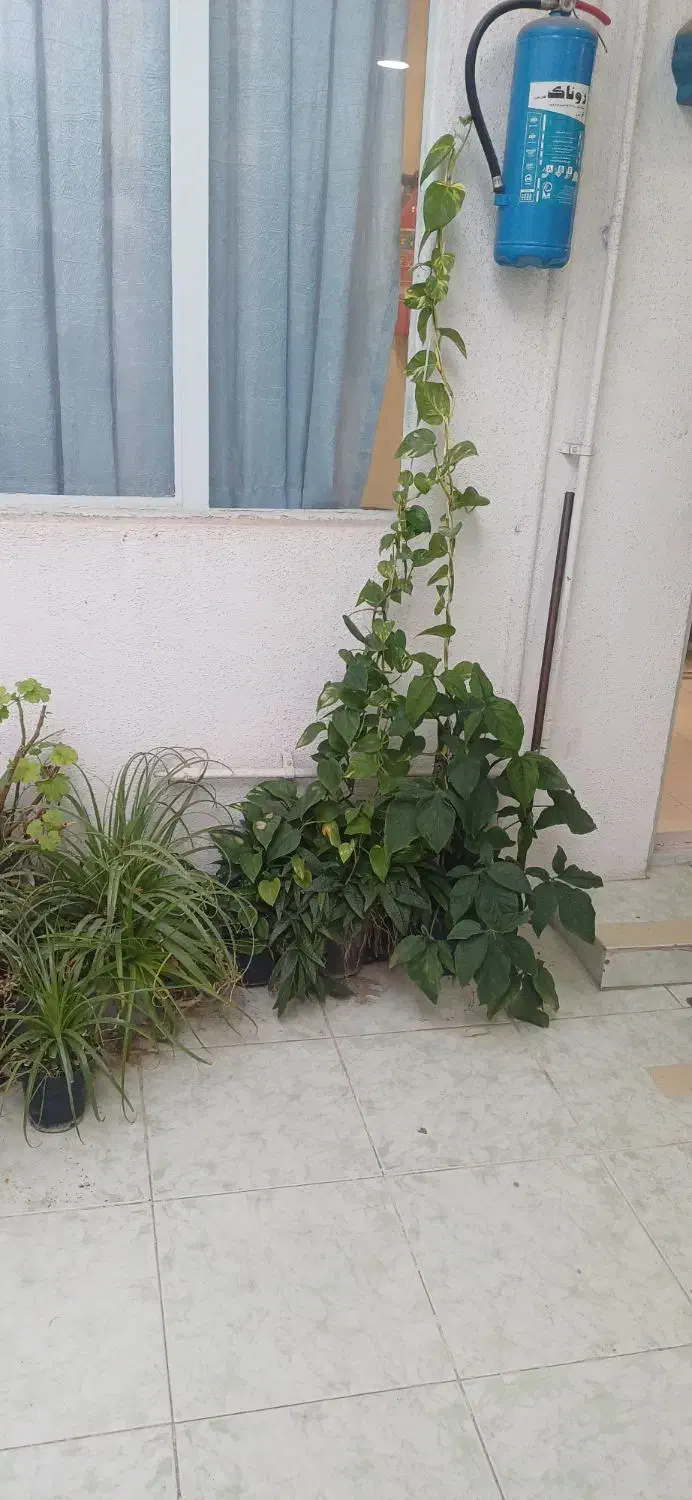 پرورش گل وگیاه آپارتمانی وحیاطی|خدمات باغبانی و درختکاری|گرگان, |دیوار