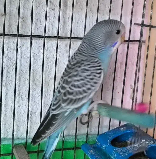 ۵ عدد مرغ عشق|پرنده|فردیس, شهرک ناز|دیوار