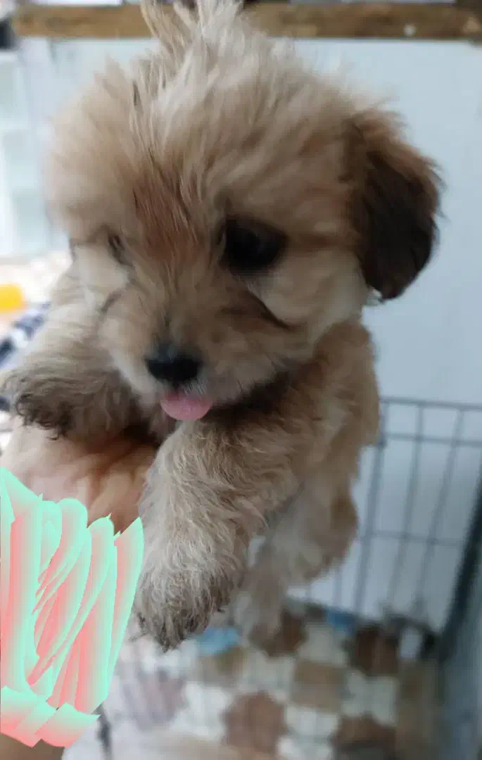 فروش سگ|سگ|چمران, |دیوار