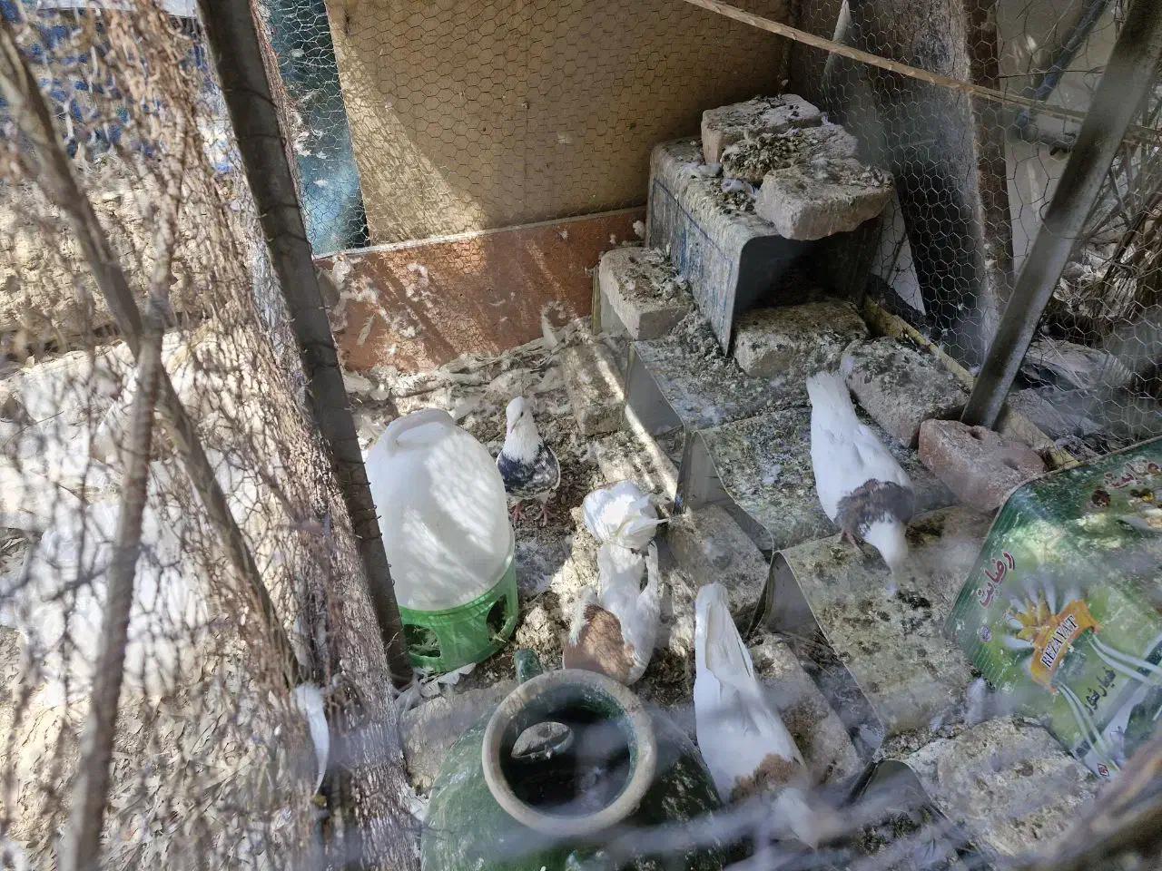 7 جفت طوقی زرین ، لیمویی و سیاه|پرنده|بافق, |دیوار