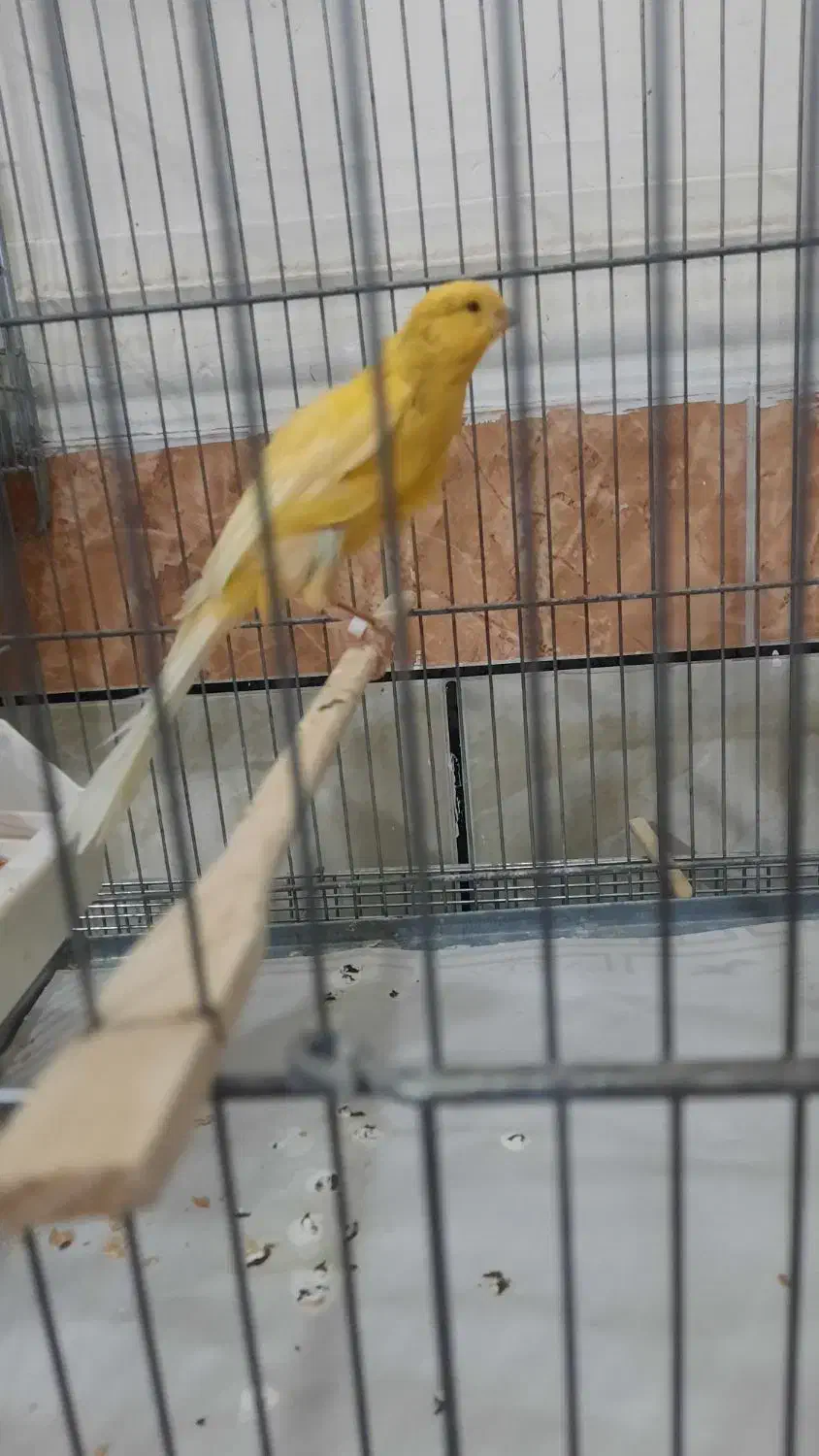 قناری رسمی بلند نر|پرنده|حمیدیه, |دیوار