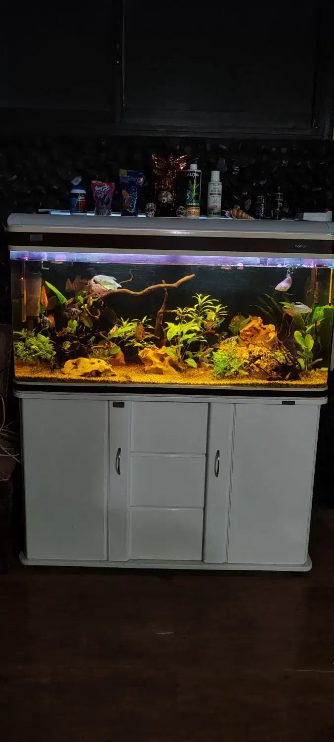 اکواریوم ماهیران|ماهی|اصفهان, بهارستان|دیوار