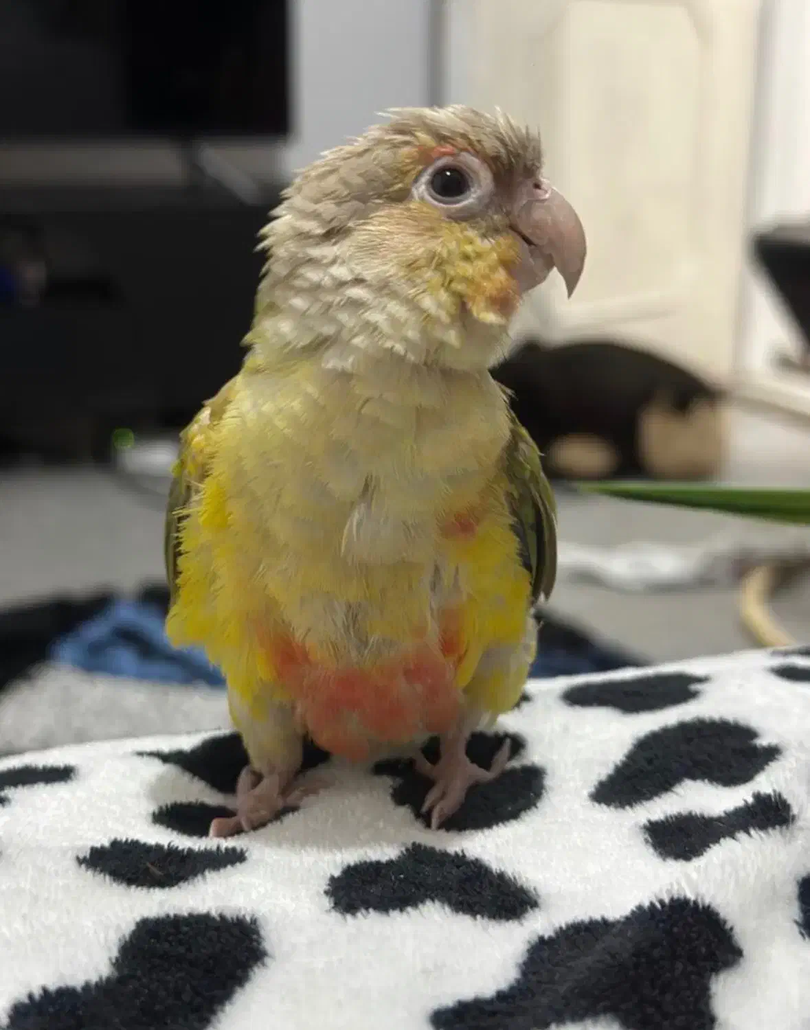 گمشده دومیلیون مژدگانی|حیوانات|خرم‌آباد, |دیوار