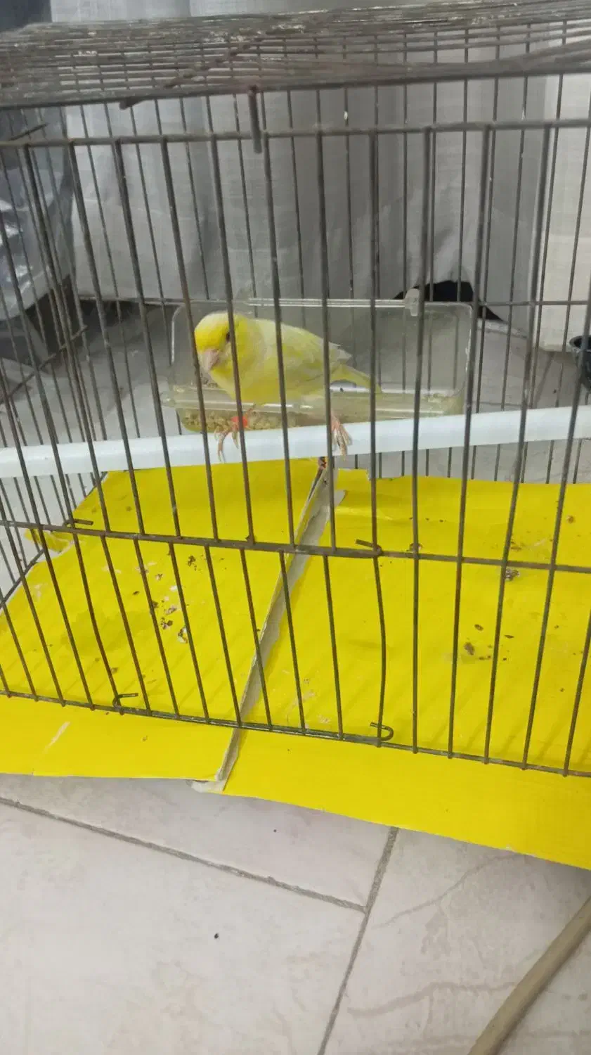 قناری|پرنده|پاکدشت, پاکدشت (مامازند)|دیوار