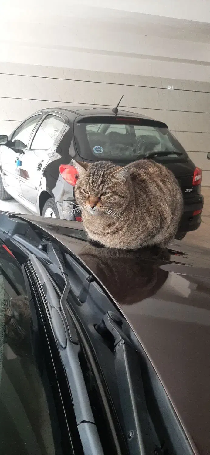 چانگانcs35 مونتاژ  مدل ۱۳۹۷|خودرو سواری و وانت|اندیشه, شهرک صدف|دیوار