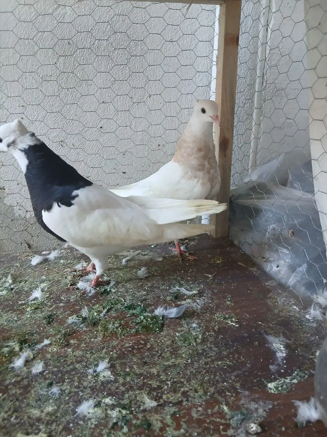 گفتر رنگی|پرنده|ساری, |دیوار