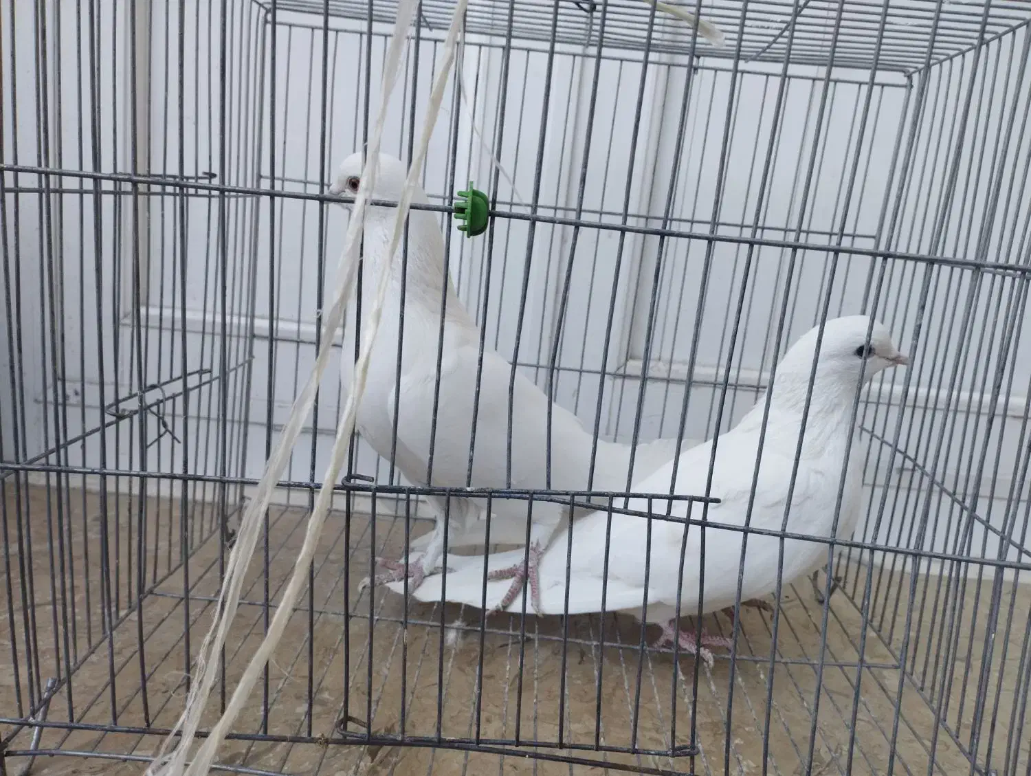 کبوتر سفید|پرنده|مبارکه, |دیوار