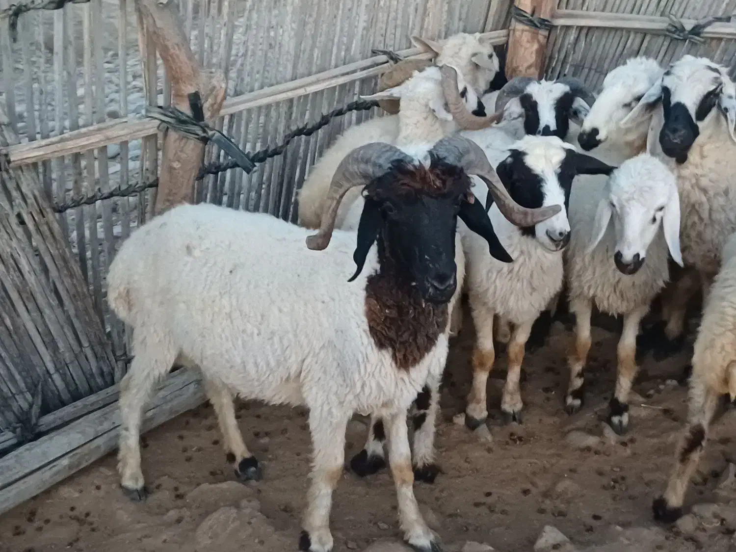 قوچ|حیوانات مزرعه|میناب, |دیوار